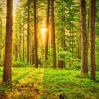 Gedenkwald von Abi-Jahrgang 1985 für Peter Buchner 